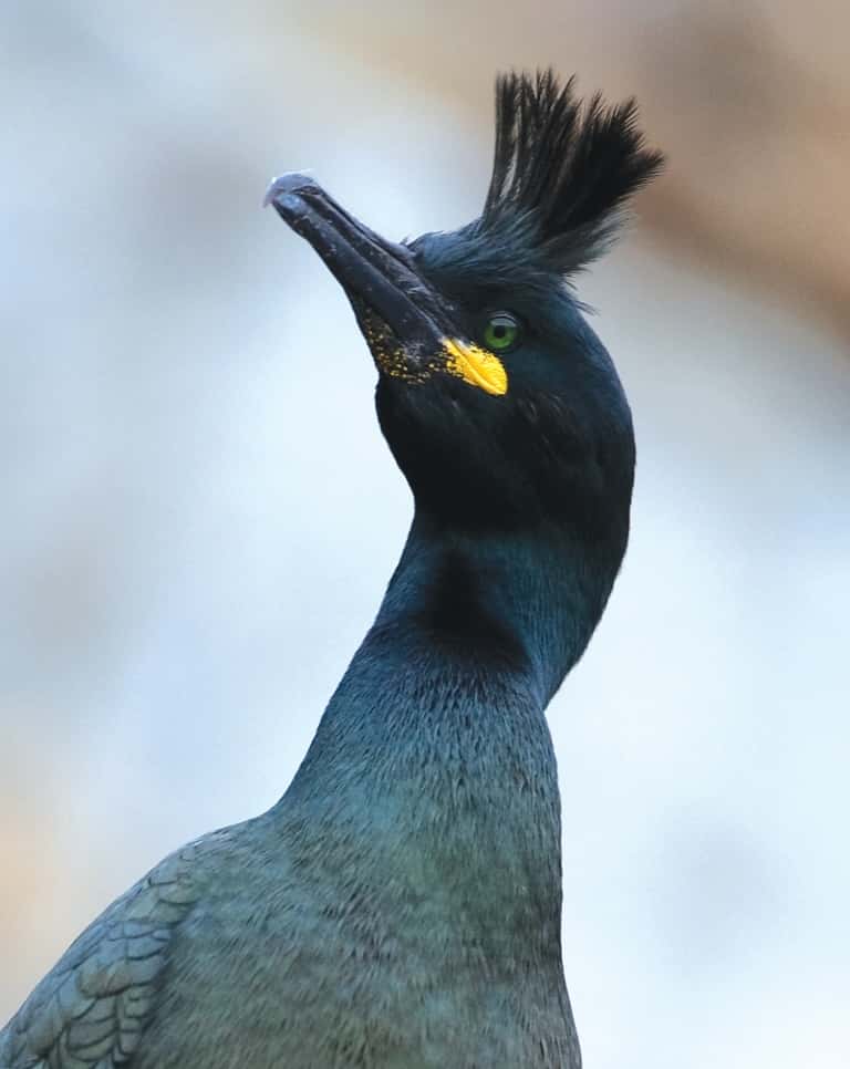 galapagos cormorant